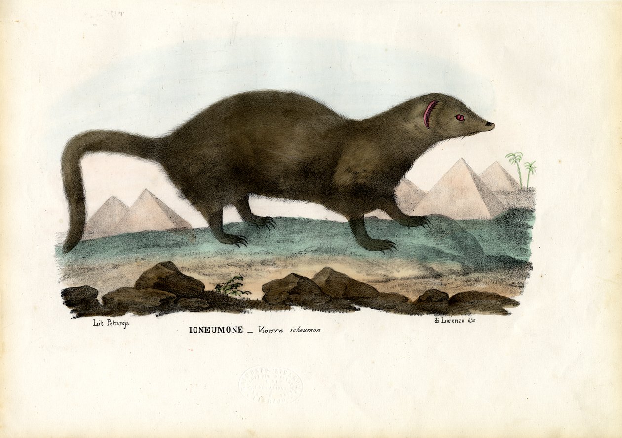 Ägyptischer Mungo, 1863-79 von Raimundo Petraroja