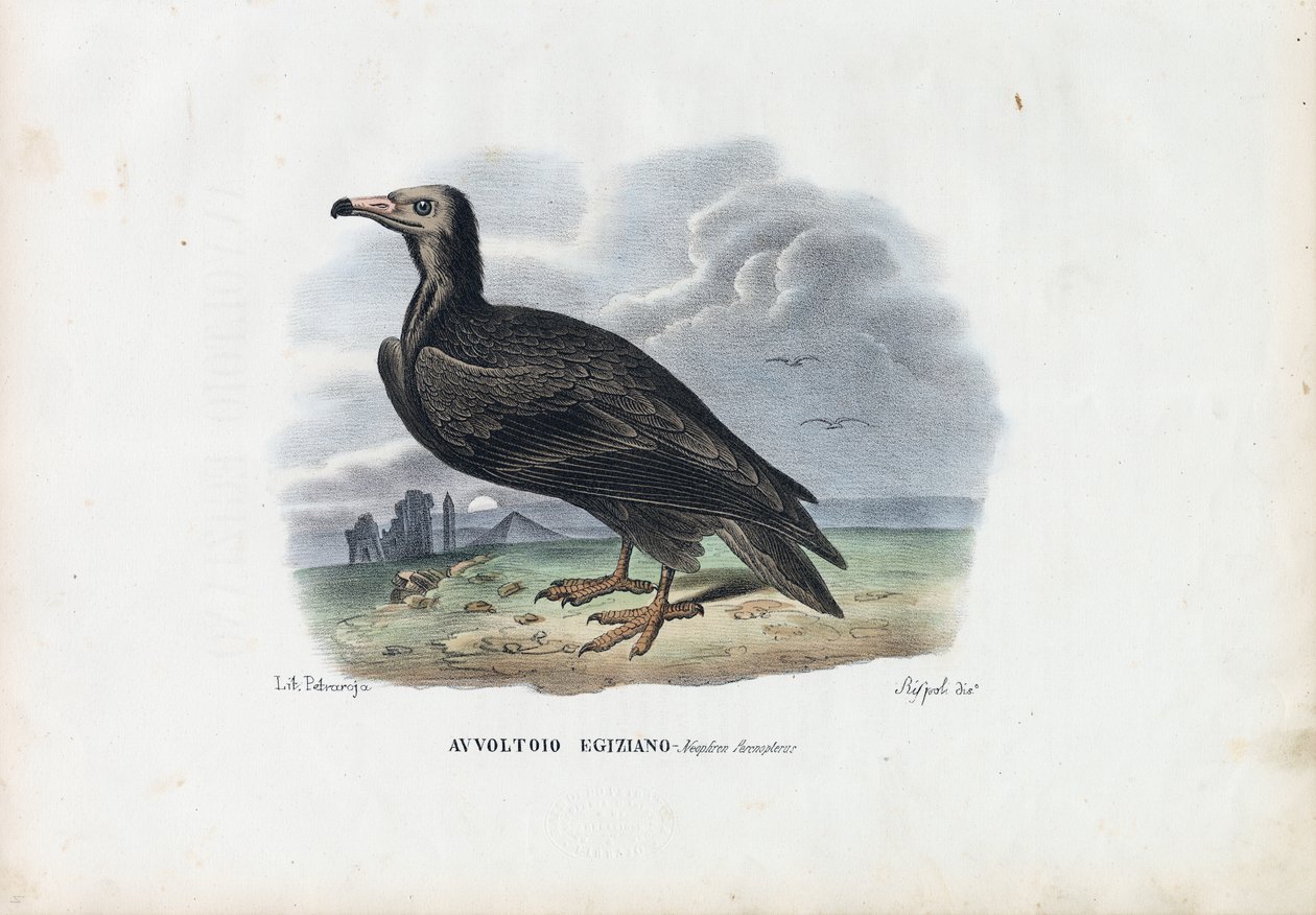 Schmutzgeier, 1863-79 von Raimundo Petraroja