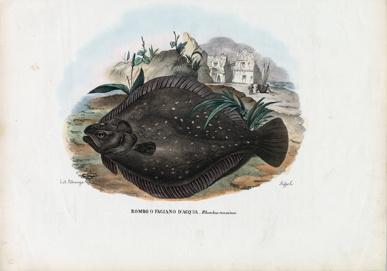 Europäische Flunder, 1863-79 von Raimundo Petraroja