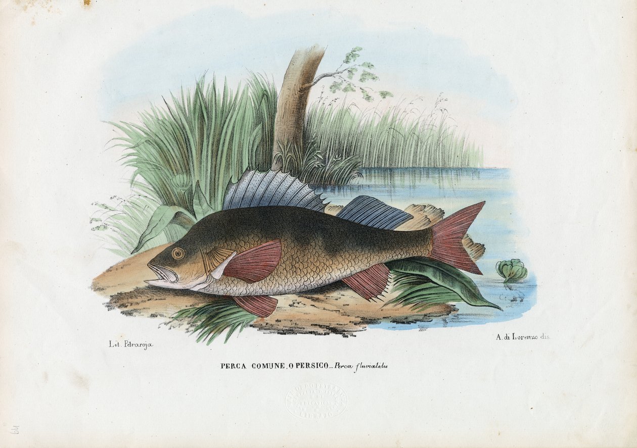 Europäischer Barsch, 1863-79 von Raimundo Petraroja