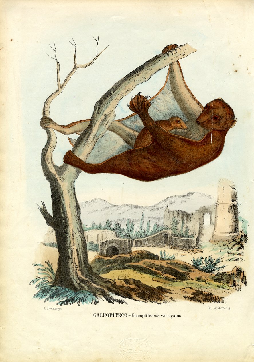 Fliegender Lemur, 1863-79 von Raimundo Petraroja