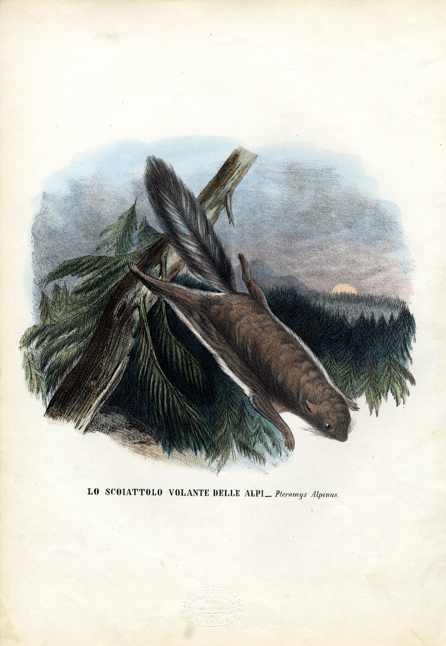 Flughörnchen, 1863-79 von Raimundo Petraroja