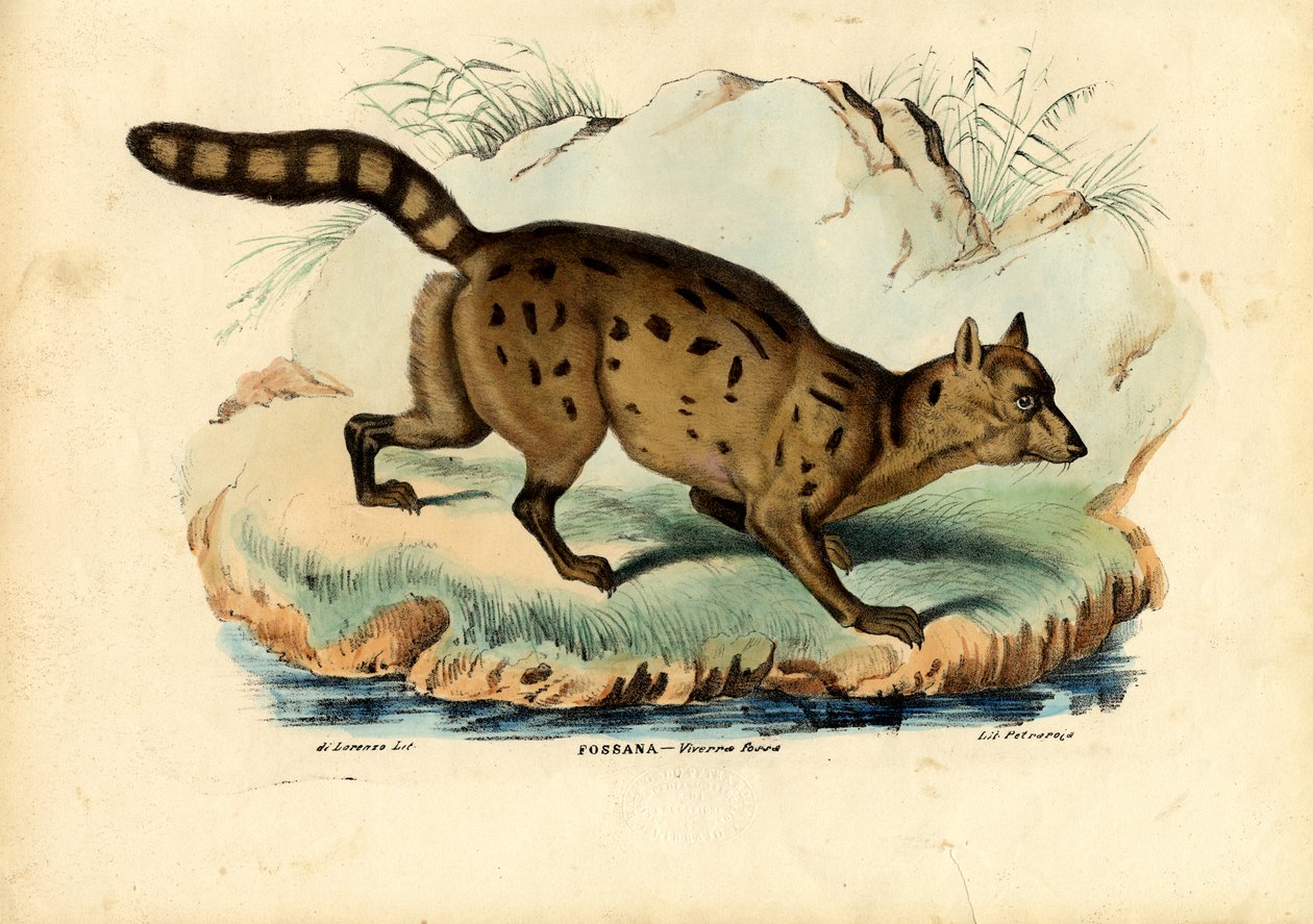 Fossa, 1863-79 von Raimundo Petraroja