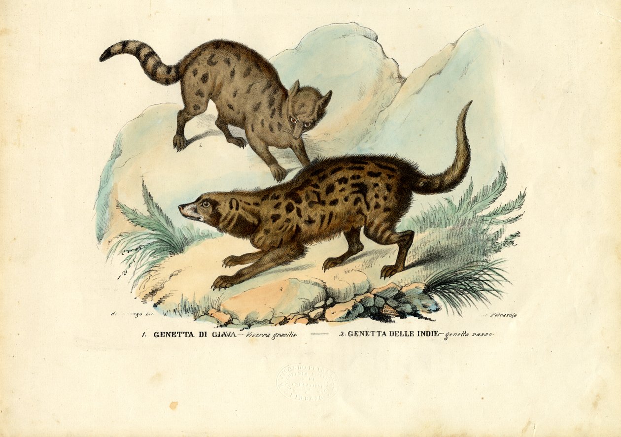 Ginster, 1863-79 von Raimundo Petraroja