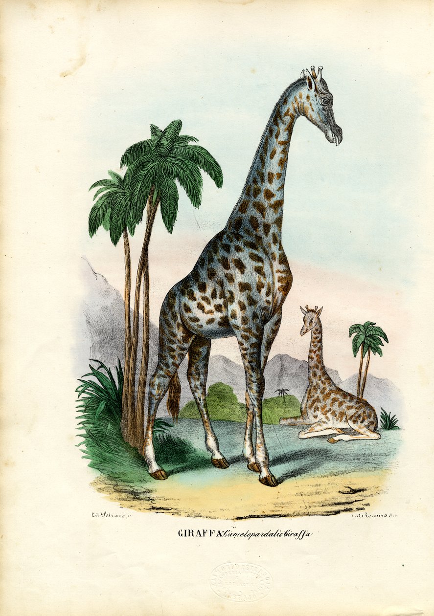 Giraffe, 1863-79 von Raimundo Petraroja