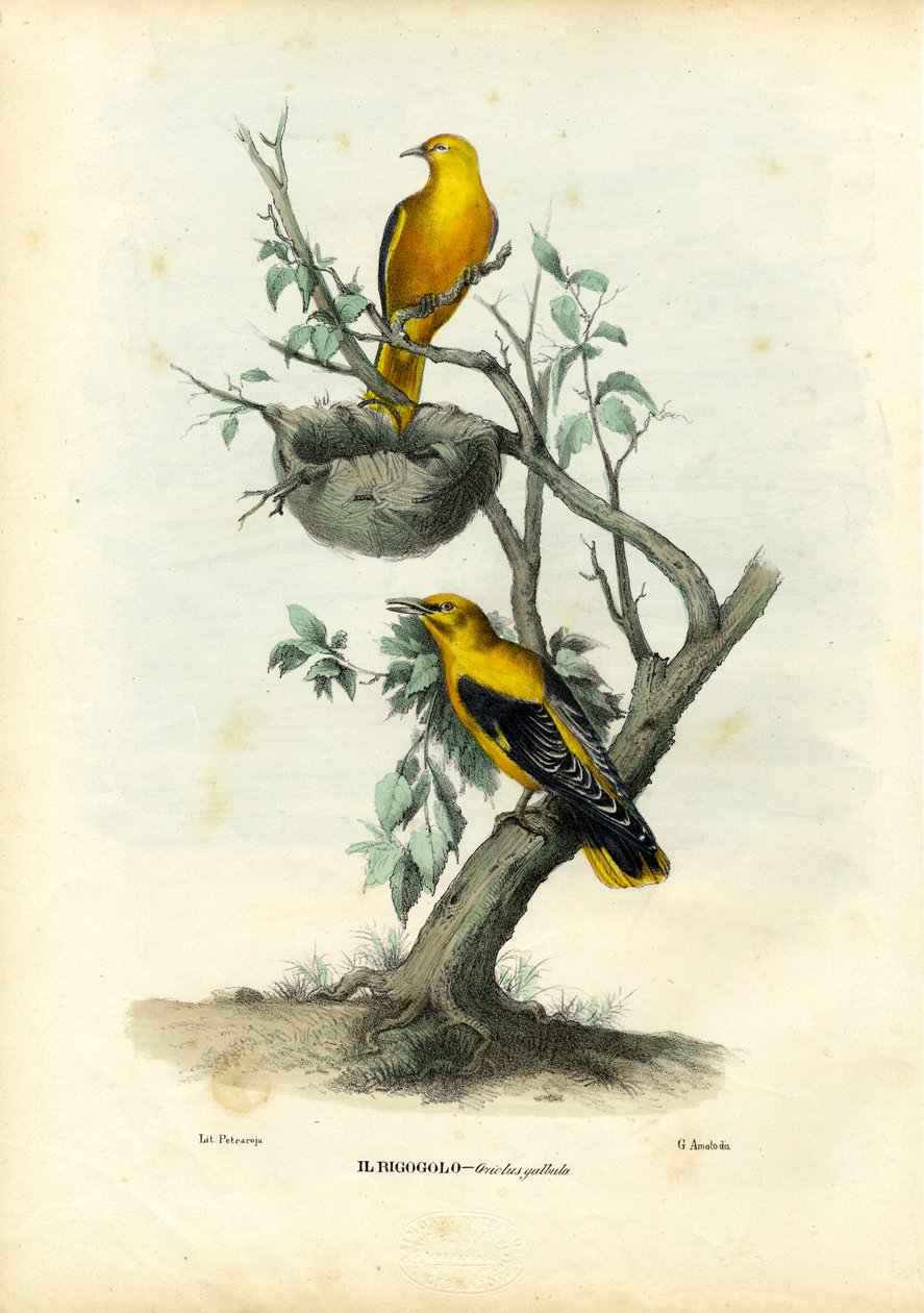 Goldener Pirol, 1863-79 von Raimundo Petraroja