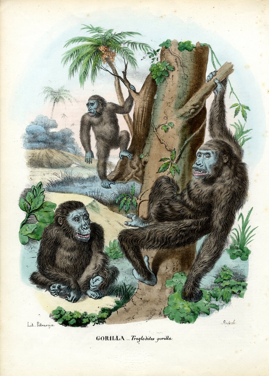 Gorilla, 1863-79 von Raimundo Petraroja