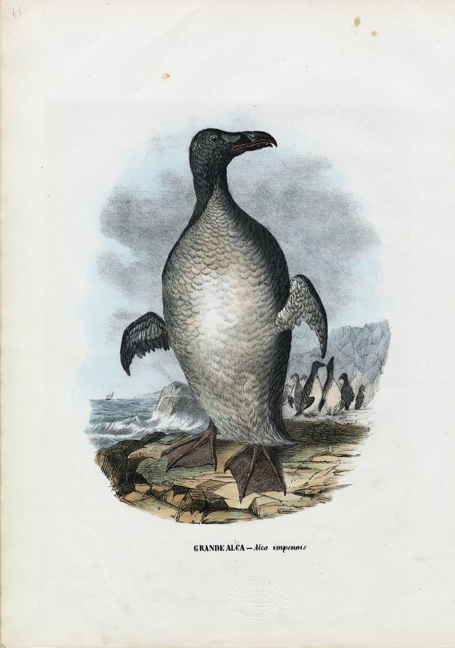 Riesenalk, 1863-79 von Raimundo Petraroja