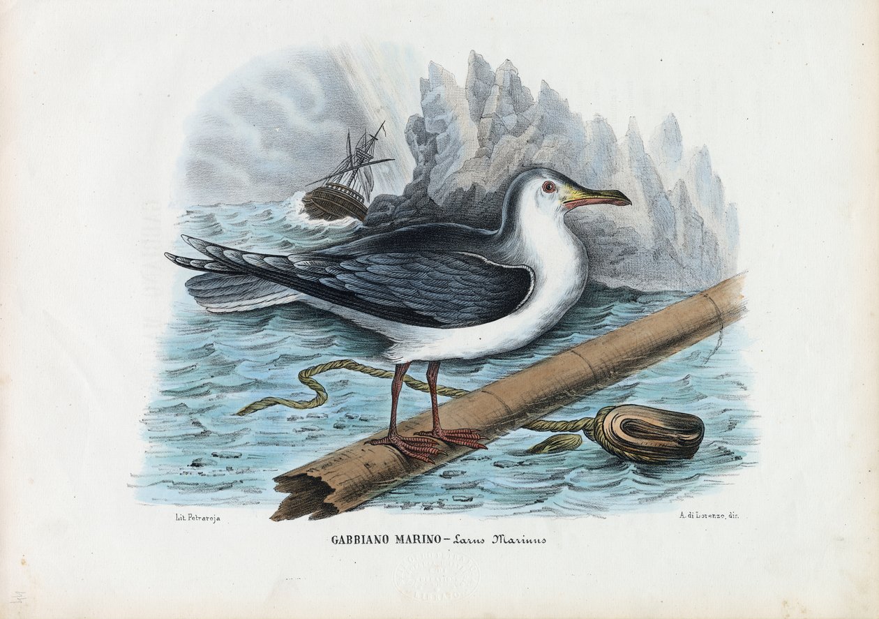 Große Mantelmöwe, 1863-79 von Raimundo Petraroja