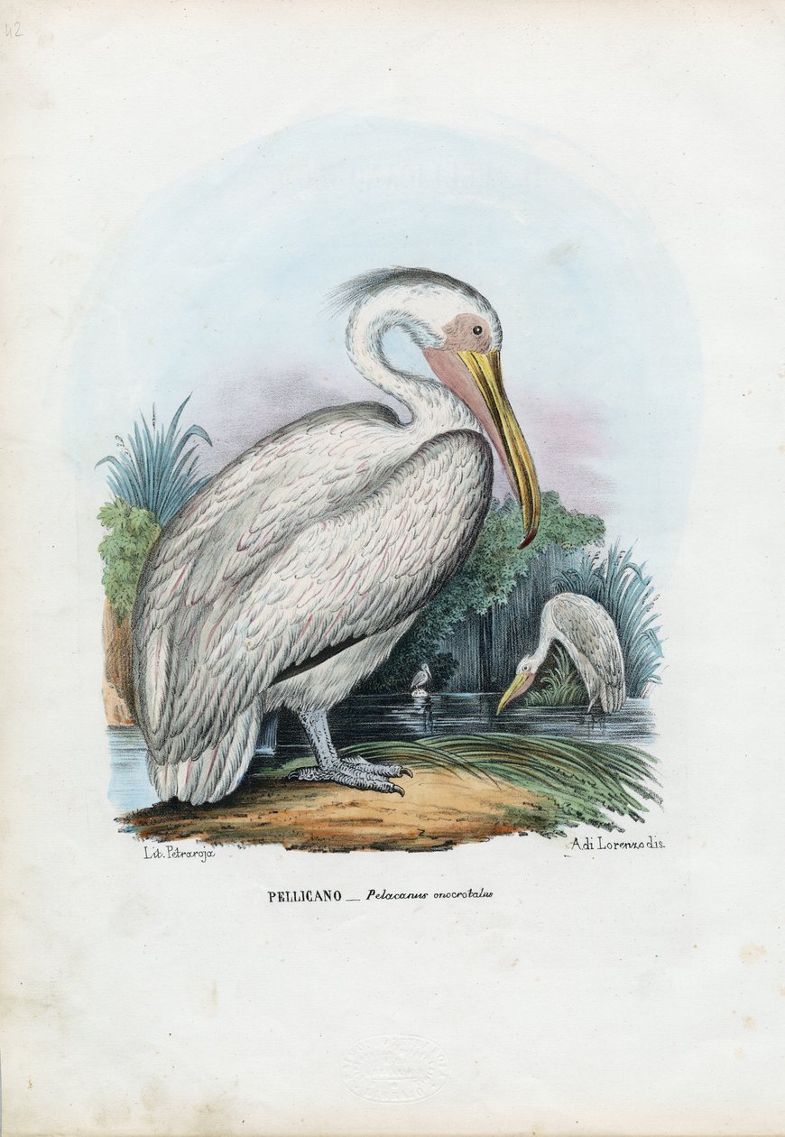 Großer Weißer Pelikan, 1863-79 von Raimundo Petraroja