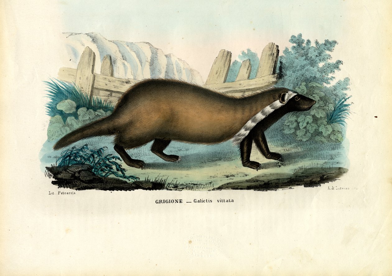 Großer Grison, 1863-79 von Raimundo Petraroja