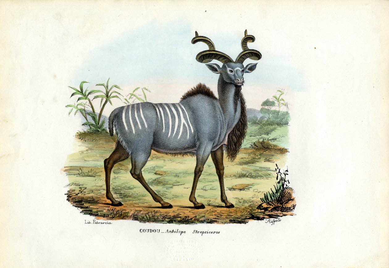Großer Kudu, 1863-79 von Raimundo Petraroja