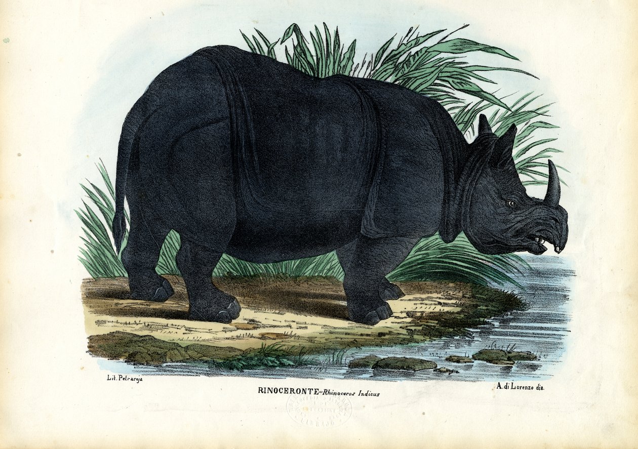 Großes Panzernashorn, 1863-79 von Raimundo Petraroja