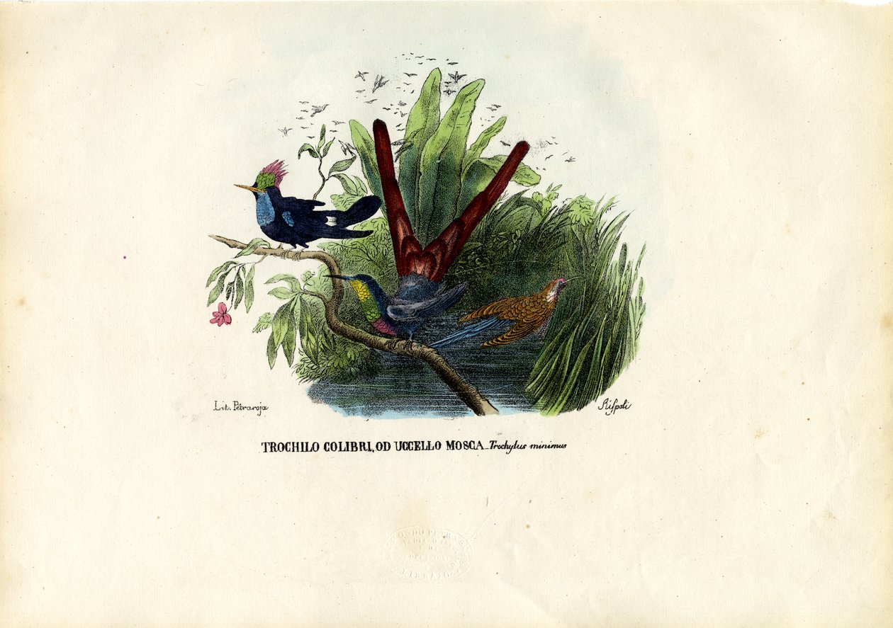 Kolibris, 1863-79 von Raimundo Petraroja