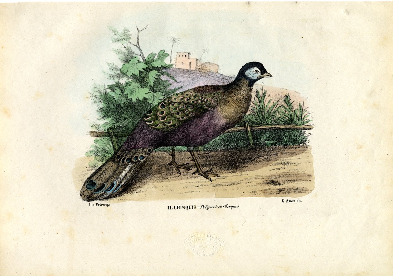 Indischer Pfau, 1863-79 von Raimundo Petraroja