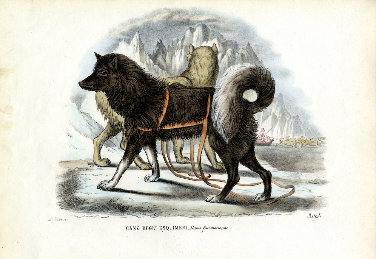 Inuit-Schlittenhund, 1863-79 von Raimundo Petraroja