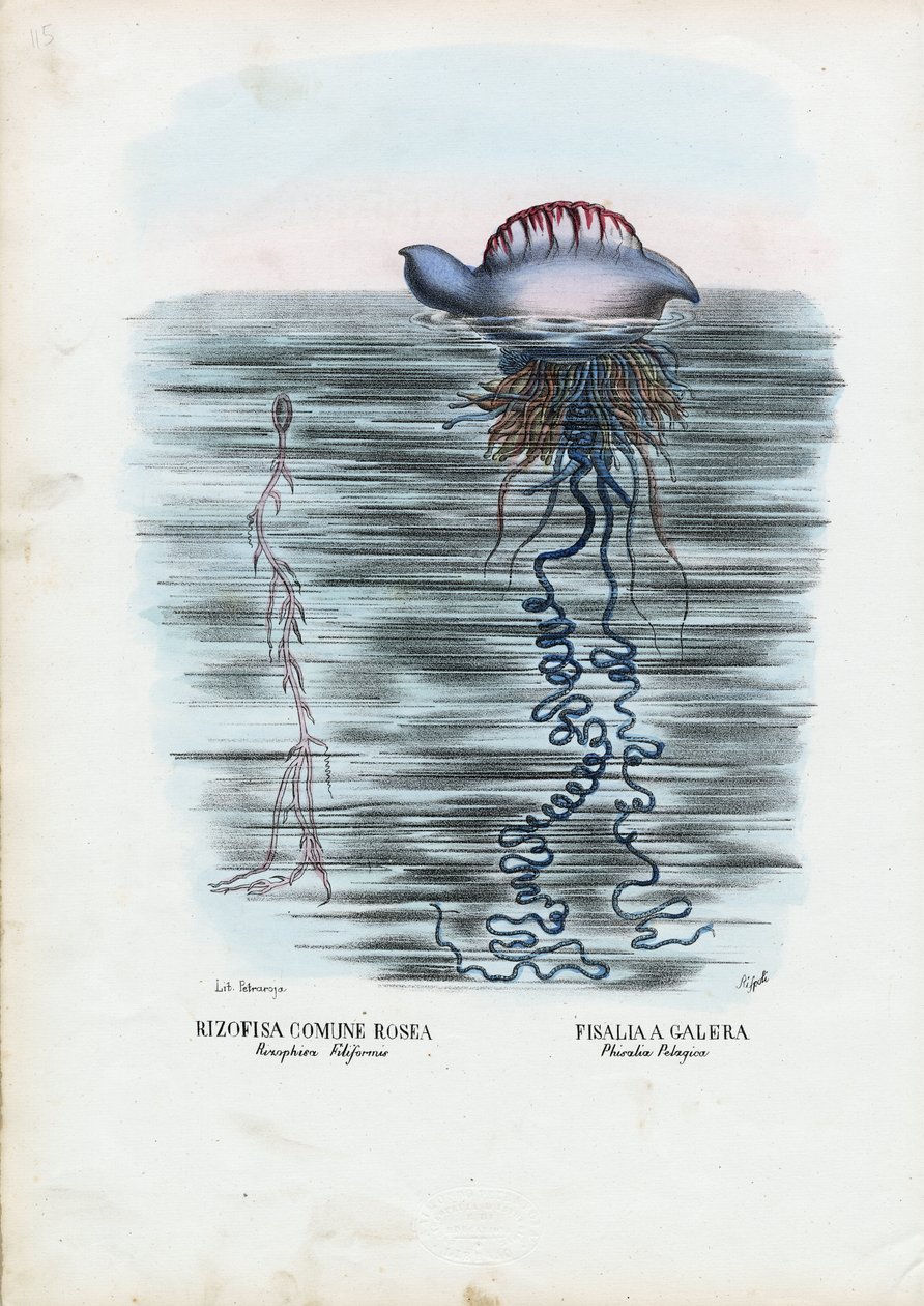 Qualle, 1863-79 von Raimundo Petraroja
