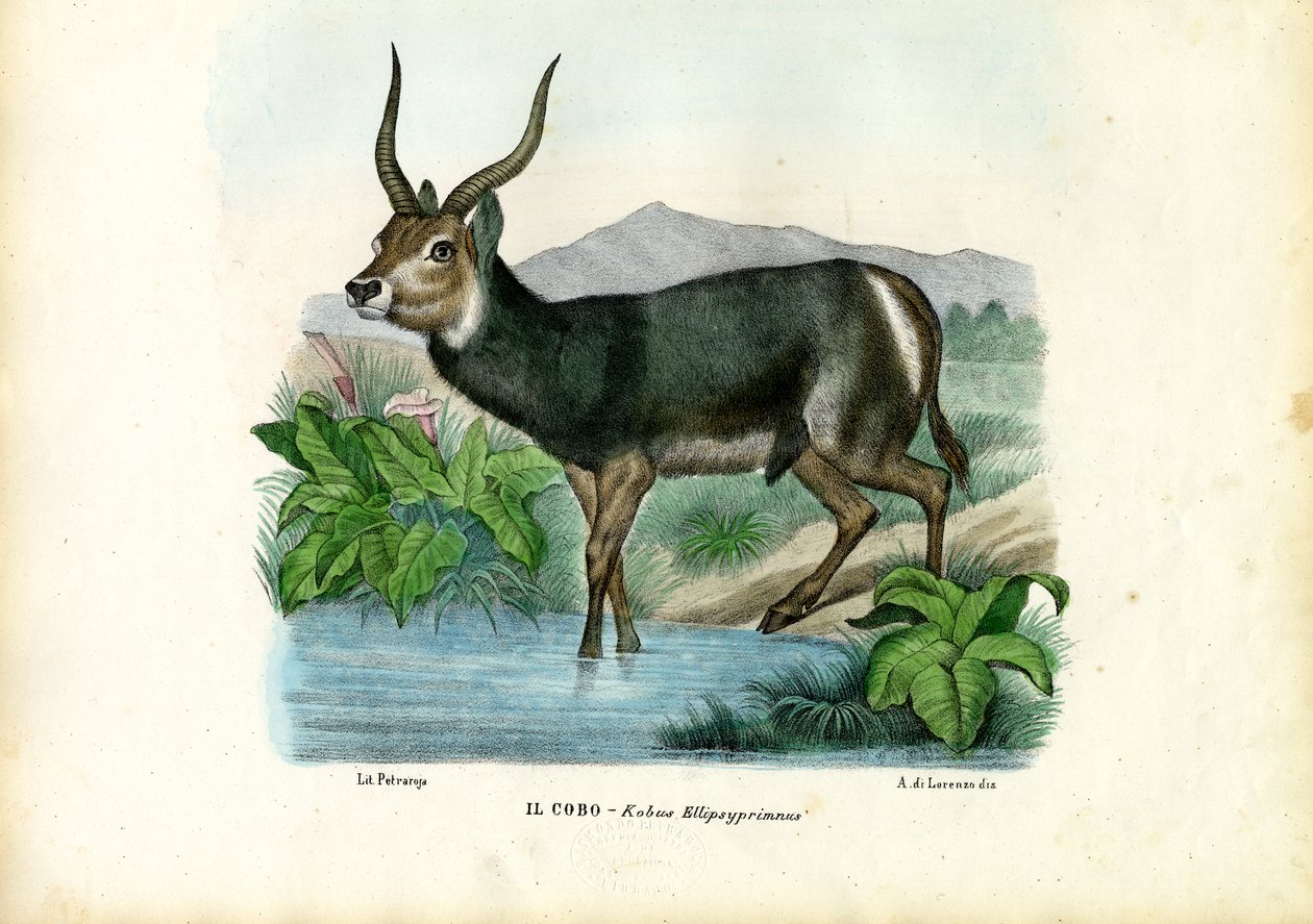 Kob, 1863-79 von Raimundo Petraroja