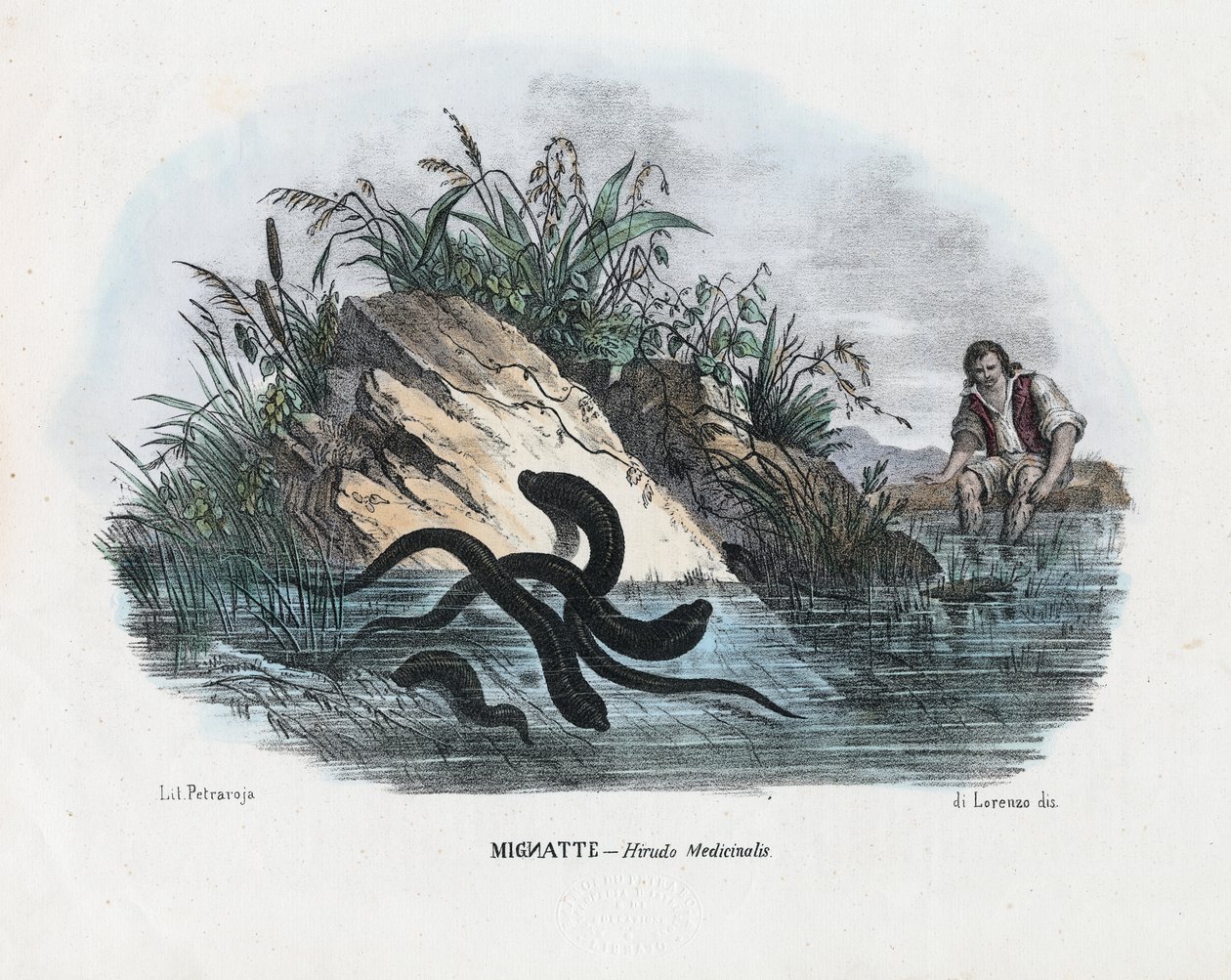 Blutegel, 1863-79 von Raimundo Petraroja