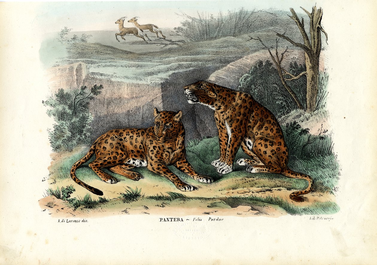 Leopard, 1863-79 von Raimundo Petraroja