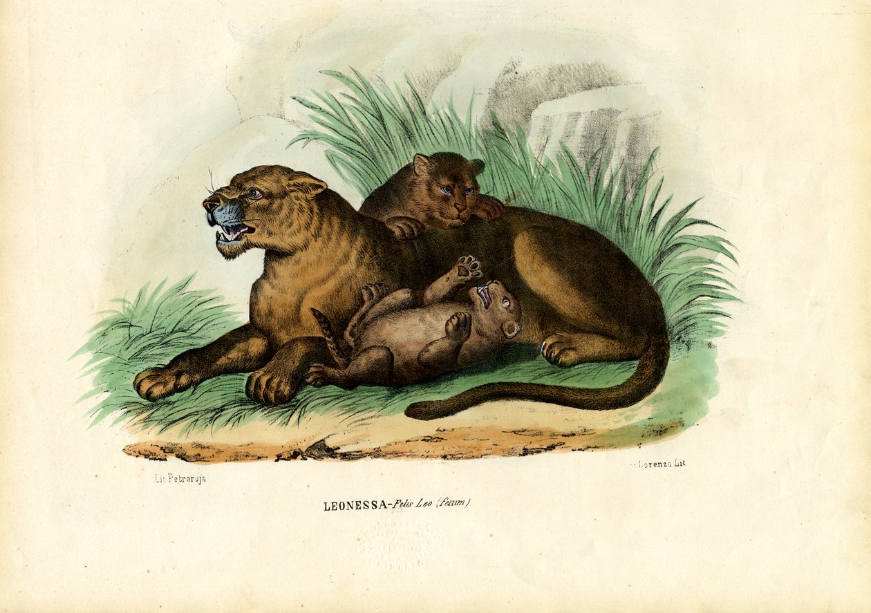 Löwin mit Jungen, 1863-79 von Raimundo Petraroja