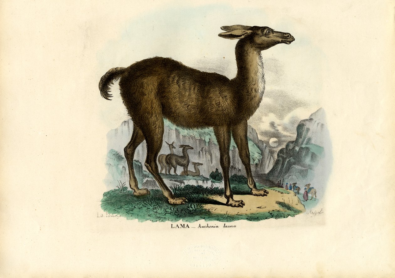 Lama, 1863-79 von Raimundo Petraroja