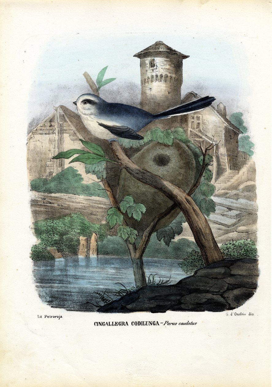 Schwanzmeise, 1863-79 von Raimundo Petraroja