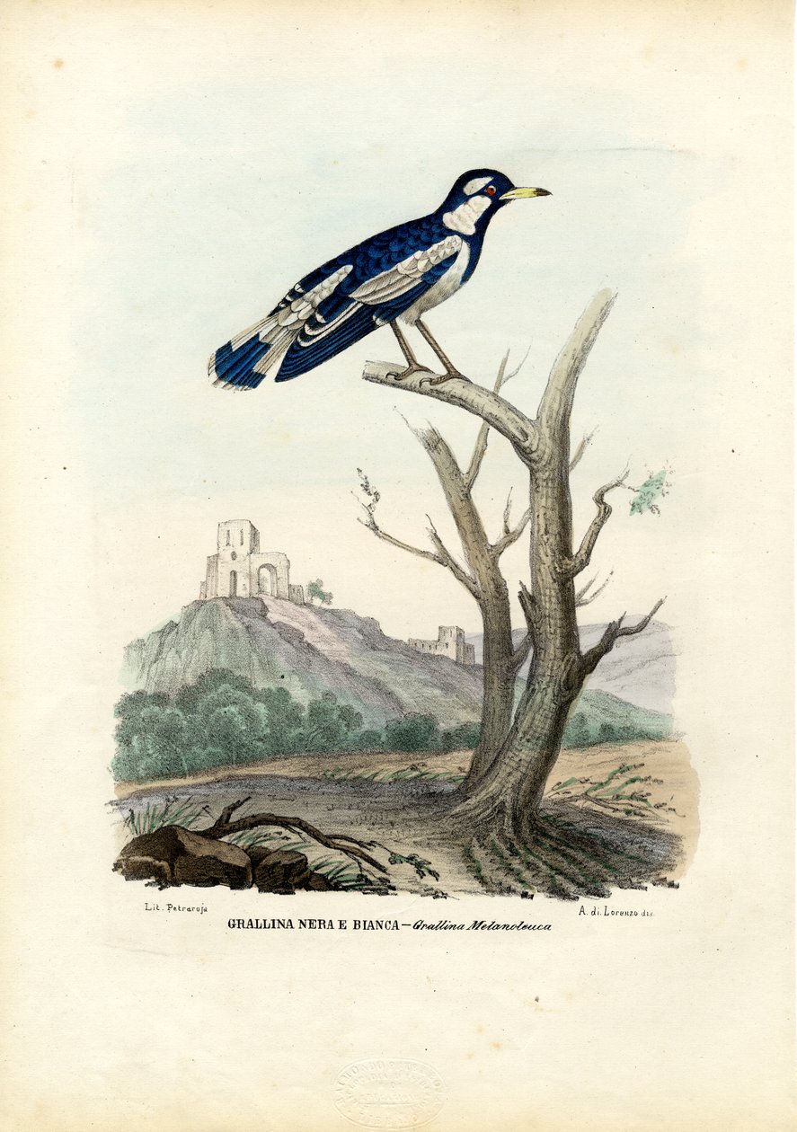 Elsterlerche, 1863-79 von Raimundo Petraroja
