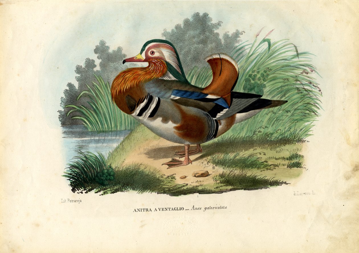 Mandarinente von Raimundo Petraroja