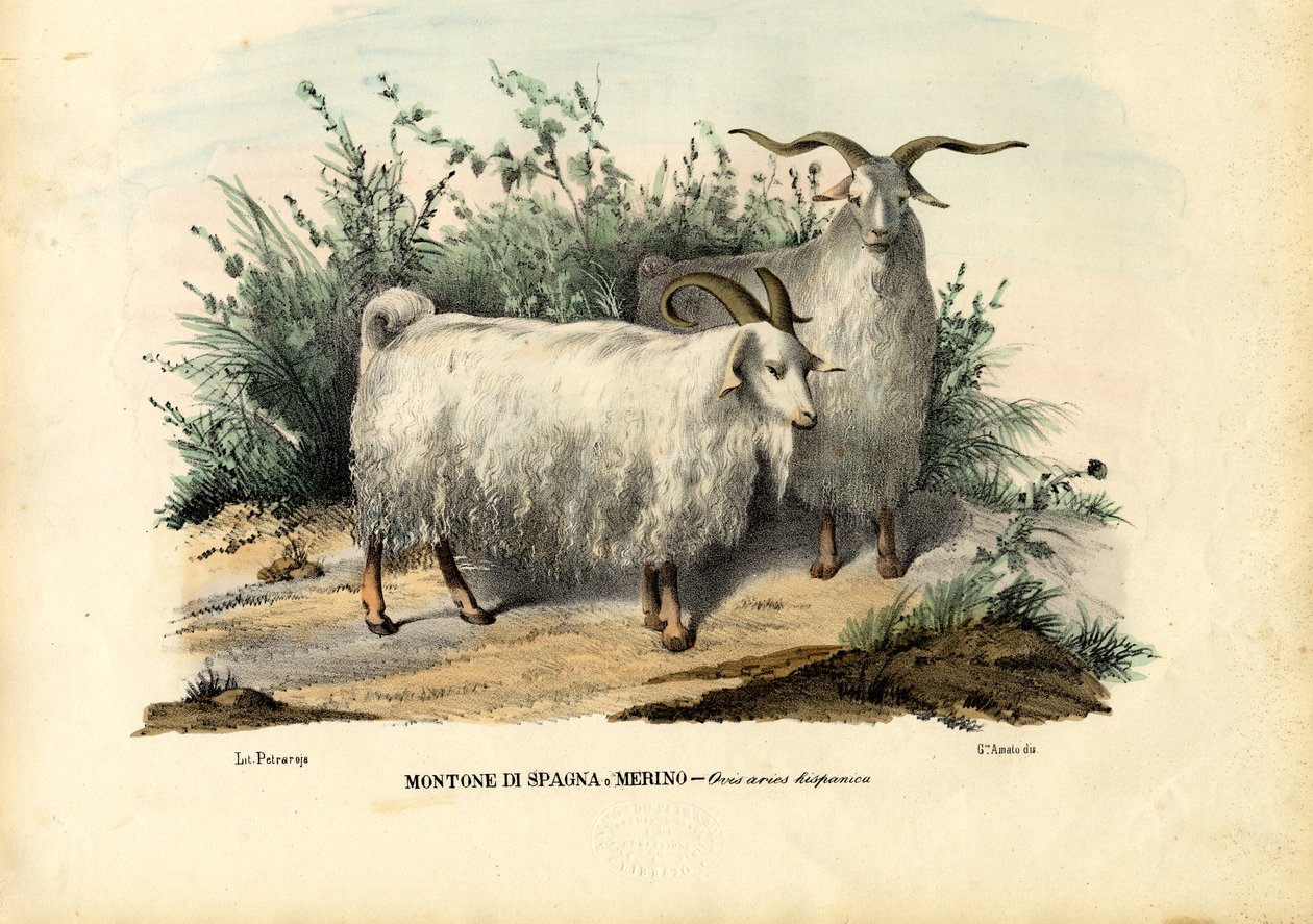 Merinoschafe, 1863-79 von Raimundo Petraroja