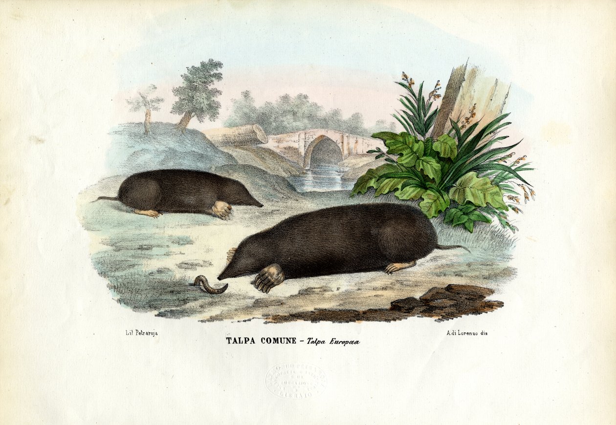 Maulwurf, 1863-79 von Raimundo Petraroja