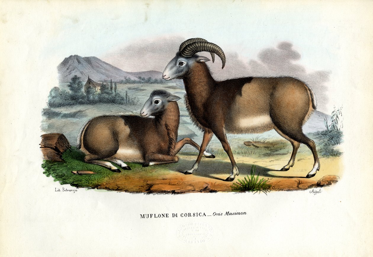 Mufflon, 1863-79 von Raimundo Petraroja