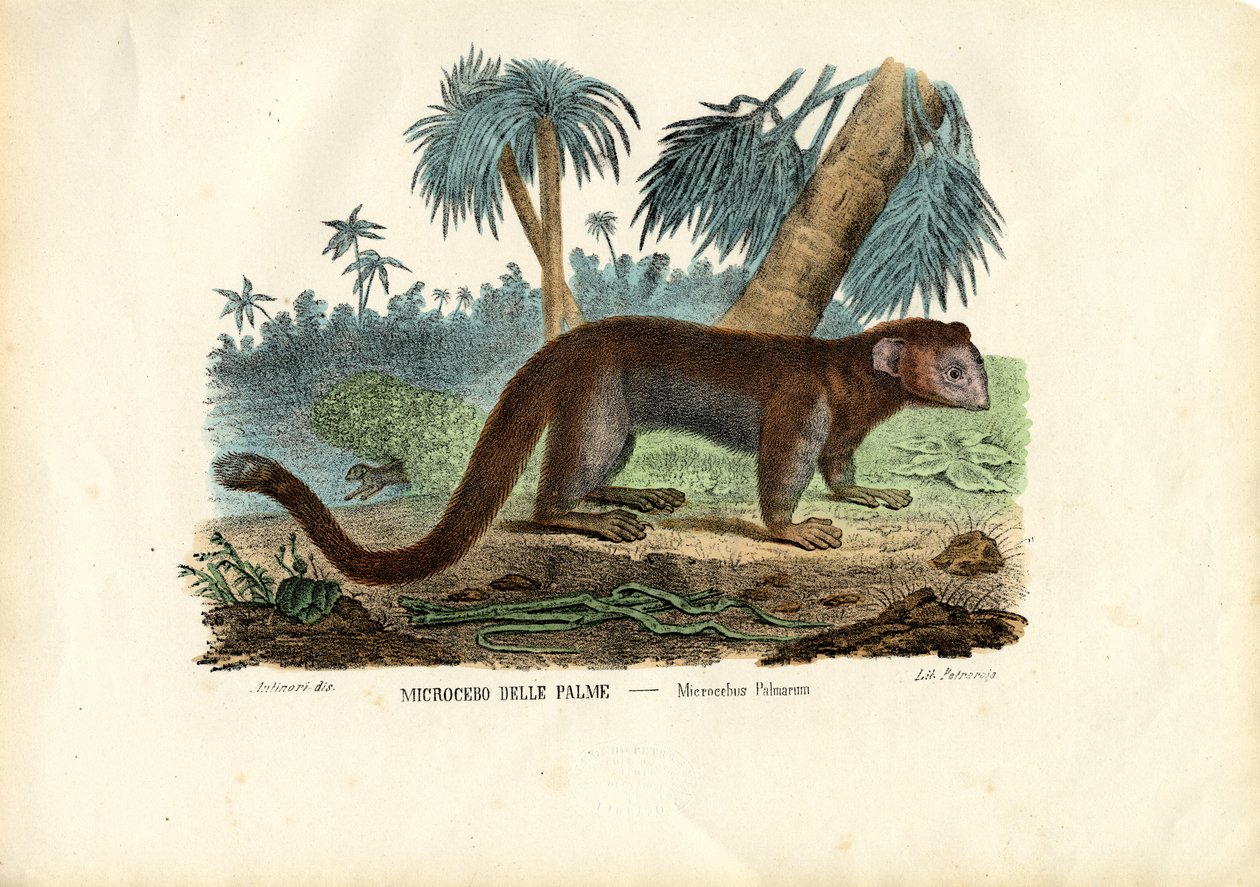 Mausmaki, 1863-79 von Raimundo Petraroja
