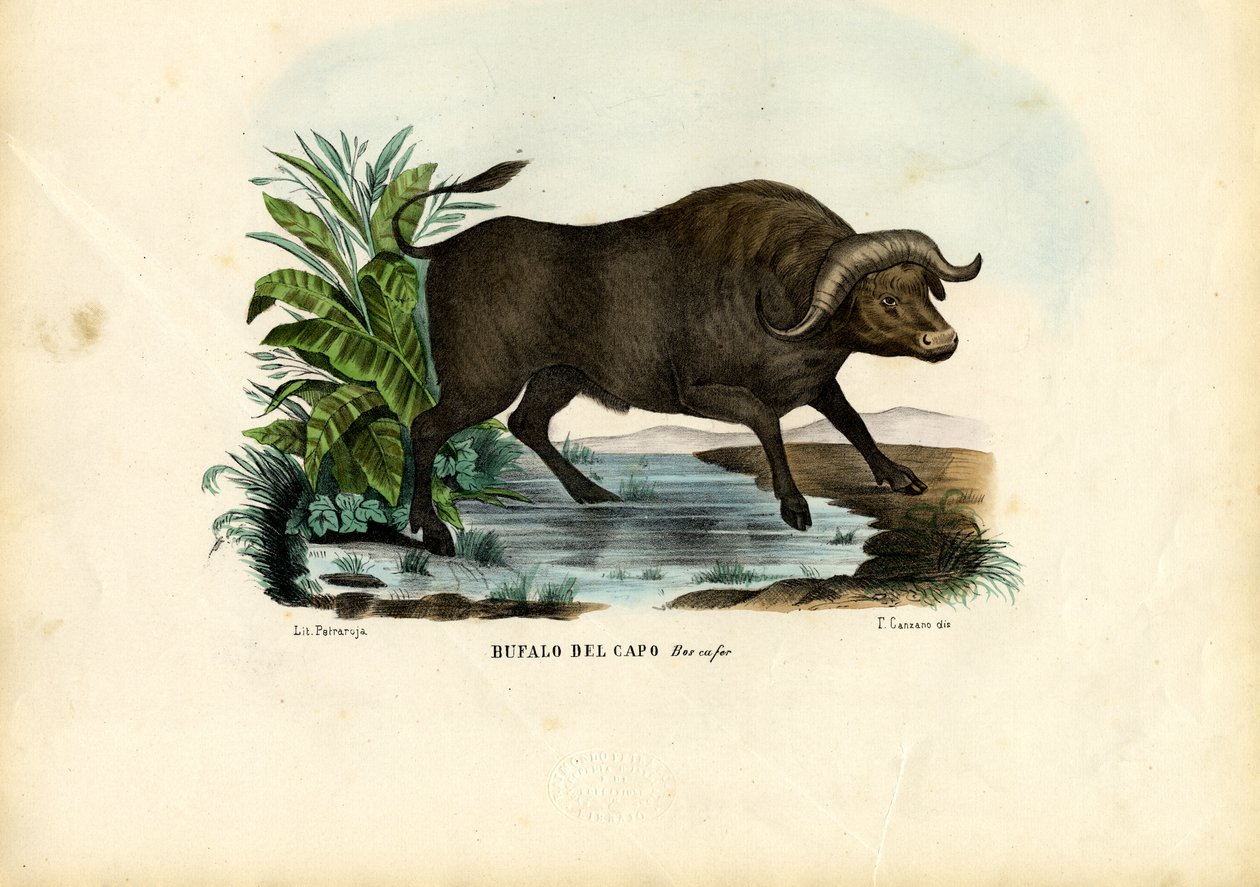 Moschusochse, 1863-79 von Raimundo Petraroja