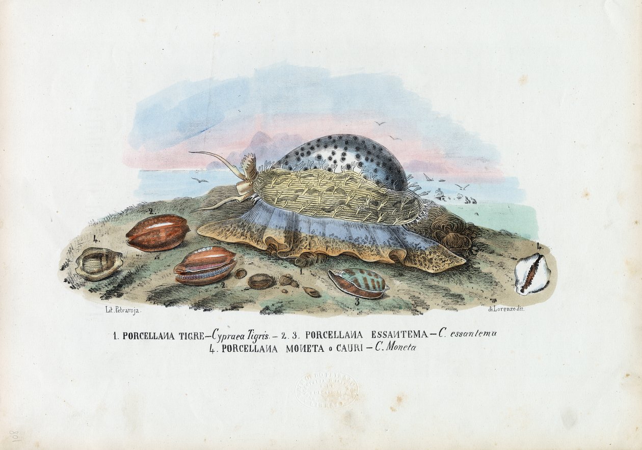 Muscheln, 1863-79 von Raimundo Petraroja