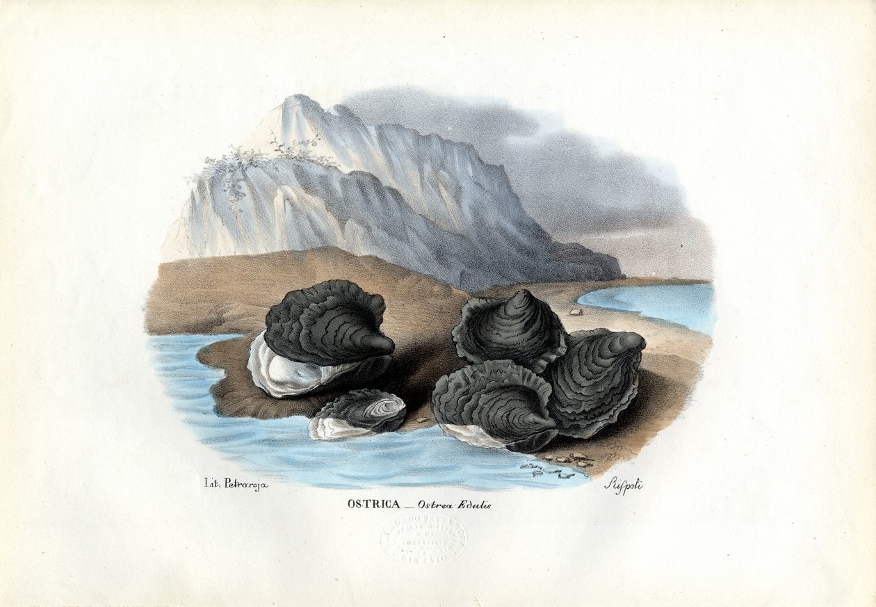 Muscheln, 1863-79 von Raimundo Petraroja