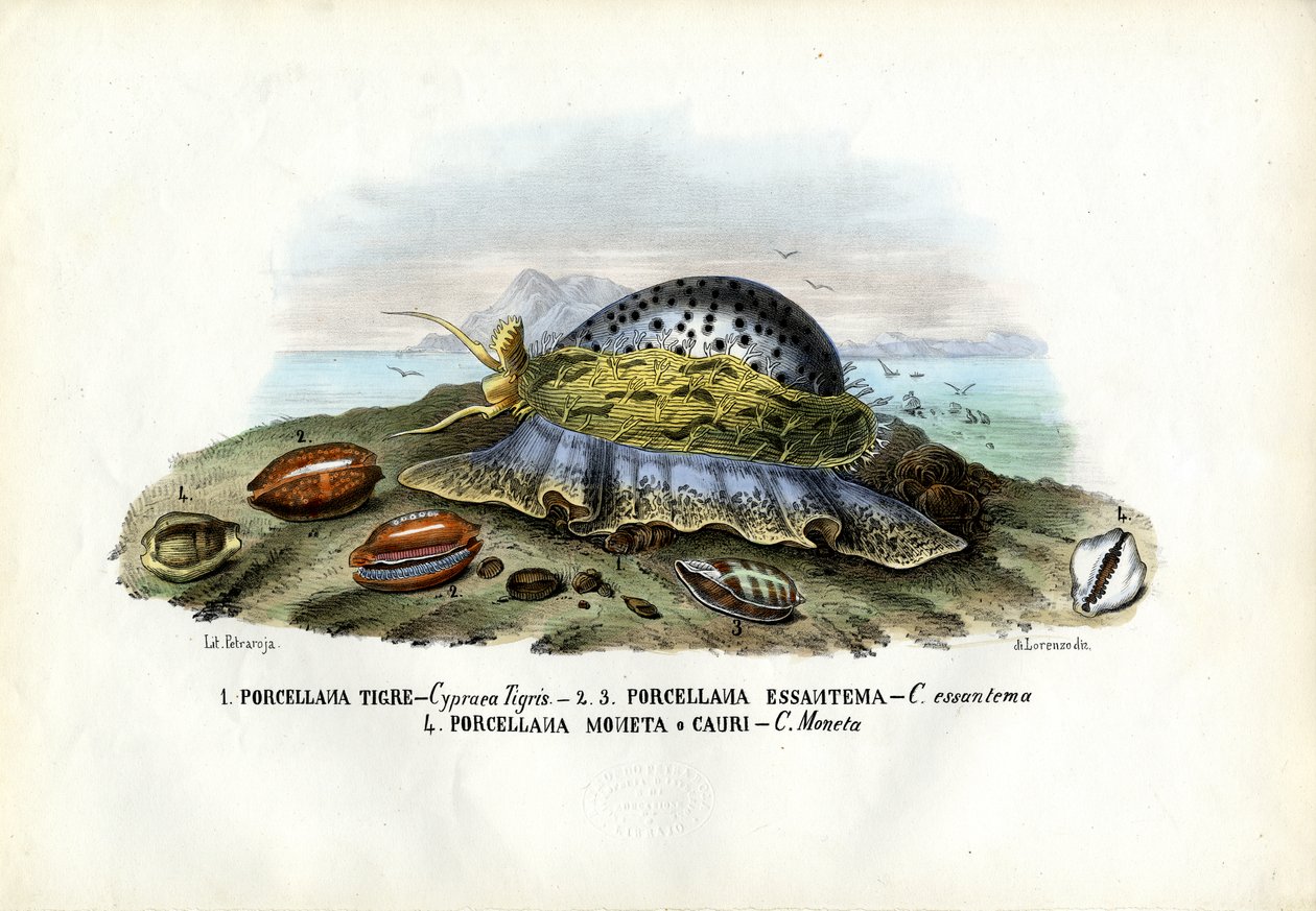 Muscheln, 1863-79 von Raimundo Petraroja