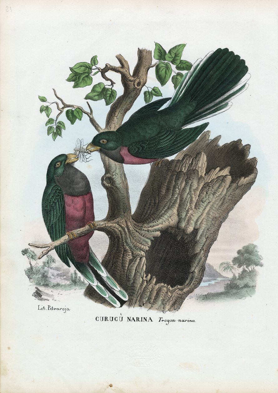 Narina-Trogon, 1863-79 von Raimundo Petraroja