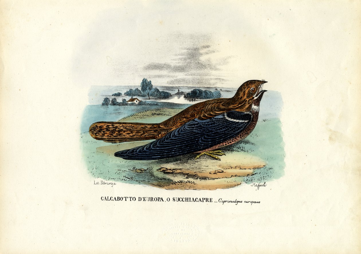Ziegenmelker, 1863-79 von Raimundo Petraroja