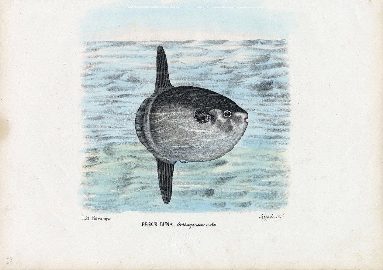 Mondfisch, 1863-79 von Raimundo Petraroja