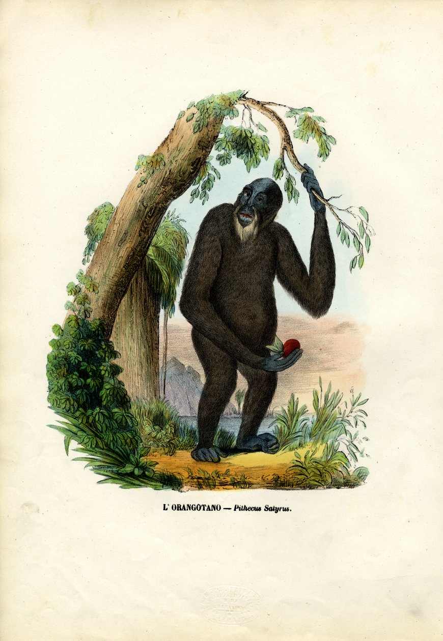 Orang-Utan, 1863-79 von Raimundo Petraroja