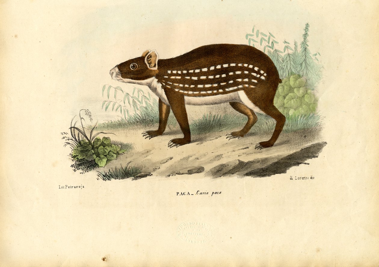 Paca, 1863-79 von Raimundo Petraroja