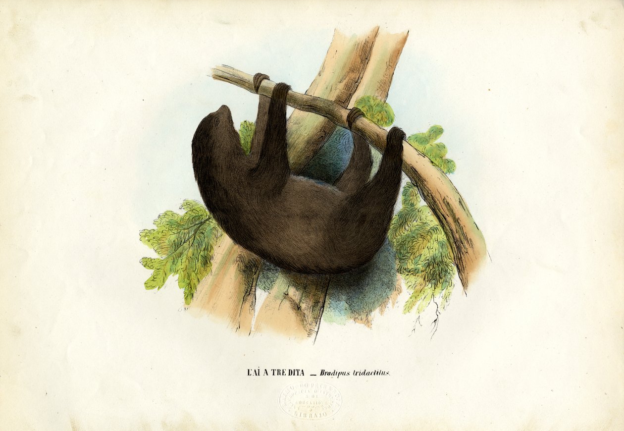Blasskehl-Faultier, 1863-79 von Raimundo Petraroja