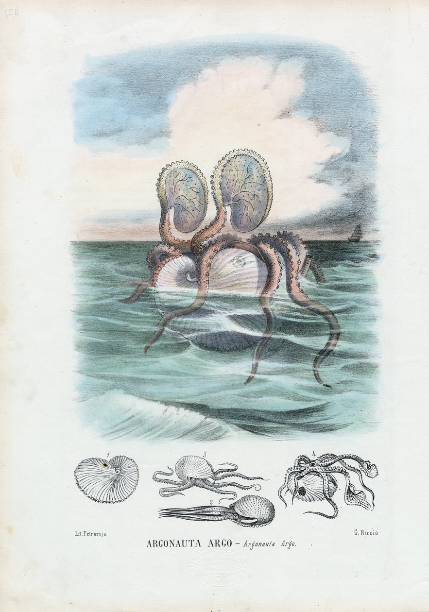 Papier-Nautilus, 1863-79 von Raimundo Petraroja