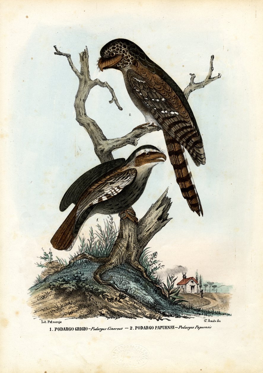 Papuanischer Froschmaul, 1863-79 von Raimundo Petraroja