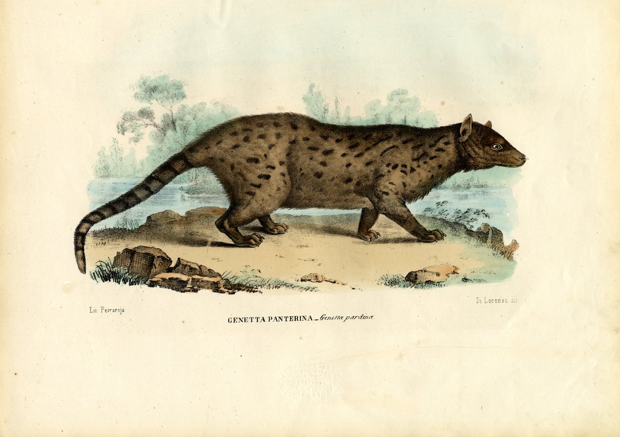 Pardine Genet, 1863-79 von Raimundo Petraroja