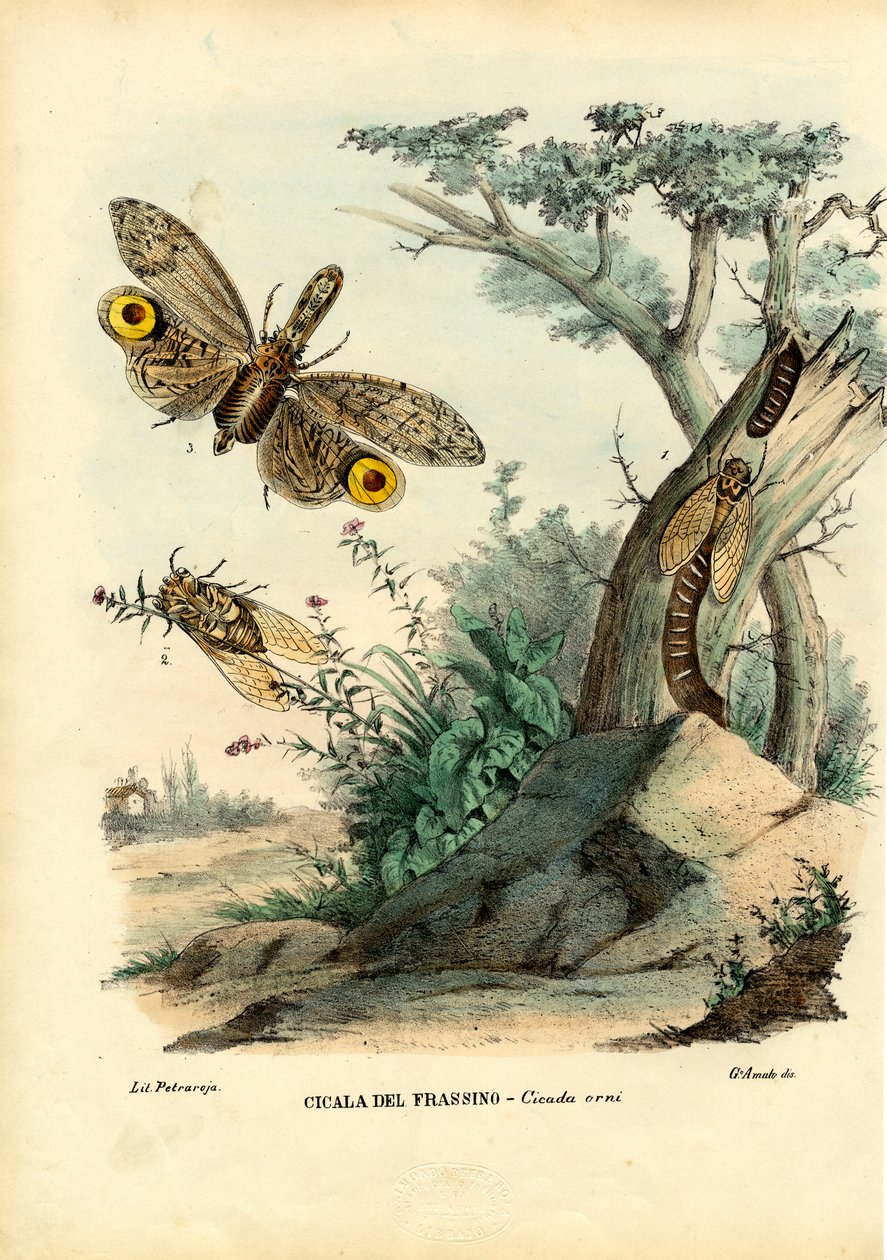 Erdnusskopfwanze, 1863-79 von Raimundo Petraroja