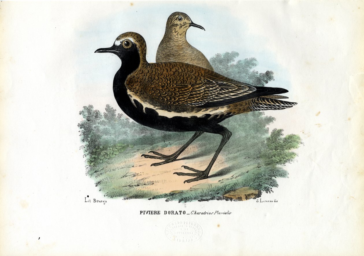 Regenpfeifer, 1863-79 von Raimundo Petraroja