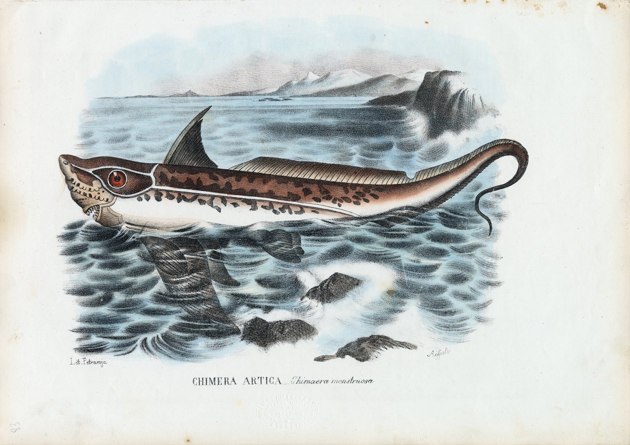 Kaninchenfisch, 1863-79 von Raimundo Petraroja