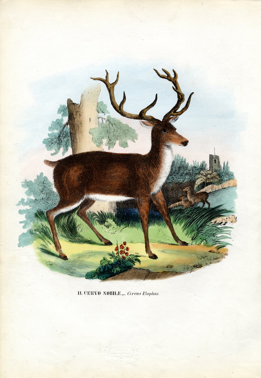 Rothirsch, 1863-79 von Raimundo Petraroja